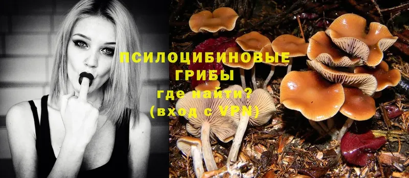 блэк спрут ТОР  Алушта  Галлюциногенные грибы Psilocybine cubensis 